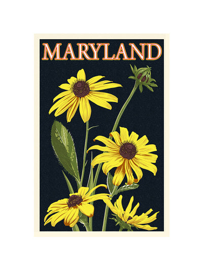 maryland-black-eyed-susan-postcard