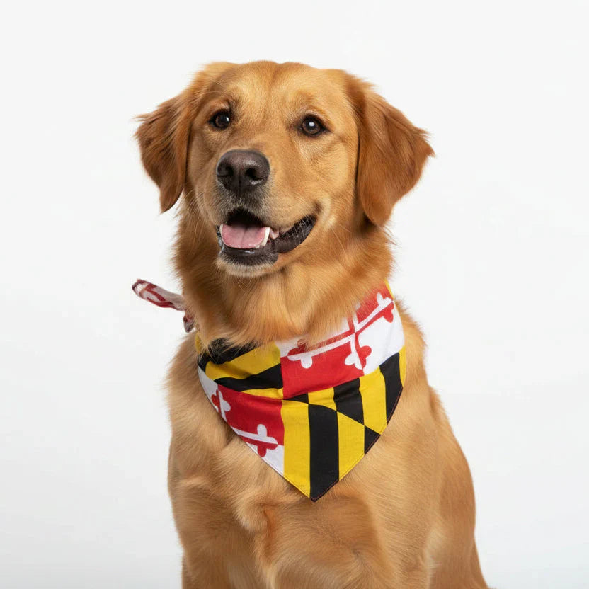 Best Maryland Gifts for Your Dog