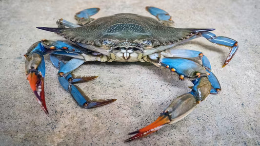 Why Maryland Blue Crabs Are World Famous